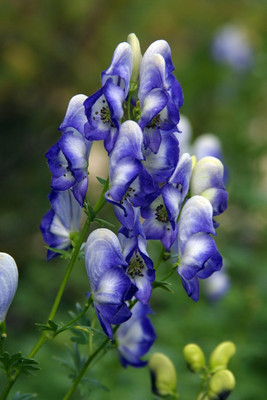 Bicolor English Monkshood - Aconitum - Shade - AGM Winner - Quart Pot