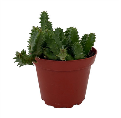 Lifesaver Cactus Plant - Huernia zebrina - Exotic Flower - 4" Pot