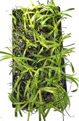 Variegated Lilyturf - Liriope - Sun/Shade - 48 Plants