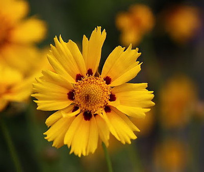 Tequila Sunrise Coreopsis Perennial Plant - Quart Pot