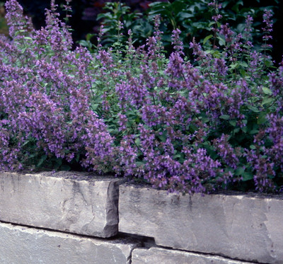 Dropmore Catmint Perennial - Nepeta - Quart Pot