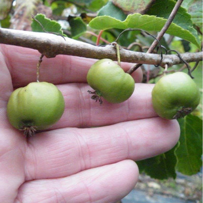 2 Hardy Kiwi Plants - Chang Bai Female and Meader Male - Actinidia  -Large Fruit