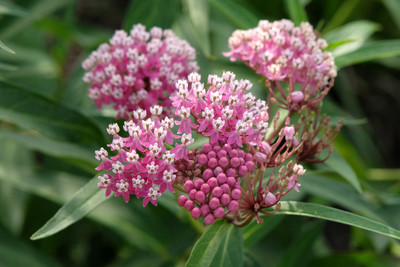 Cinderella  Butterfly Flower Perennial - Asclepias - Live Plant - Gallon Pot