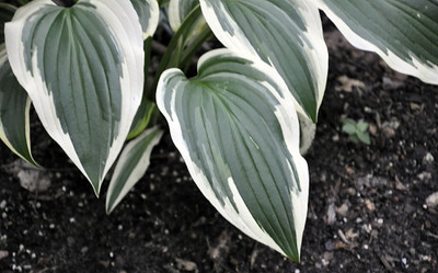 Fantabulous Hosta - Live Plant - Cream & Green - Quart Pot