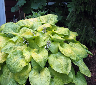 City Lights Hosta - Quart Pot