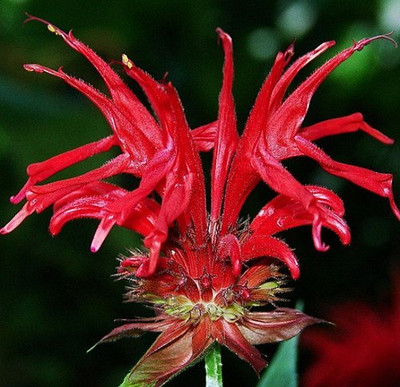 Jacob Cline BeeBalm Plant - Monarda/Bergamot - Leaves Used to Flavor Tea -Quart Pot