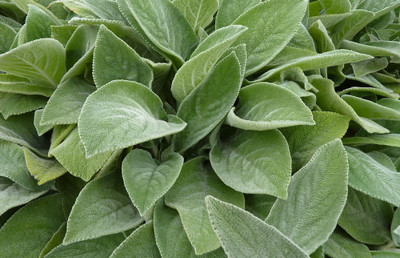 Big Ears Lamb's Ear Perennial - Stachys byzantina - Live Plant - Quart Pot