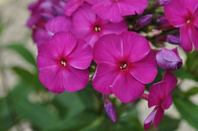 Nicky Hardy Tall Phlox - Immense Purple/Pink Blooms - Live Plant - Quart Pot
