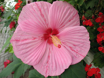Peppermint Schnapps Giant Hibiscus Rose Mallow - Live Plant - Gallon Pot
