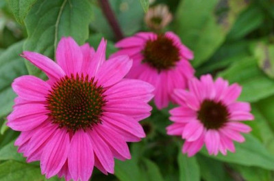 Pow Wow Wild Berry Coneflower - Echinacea - Quart Pot