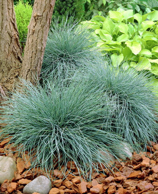 Elijah Blue Fescue Grass - Hardy - Festuca - Live Plalnt - Quart Pot