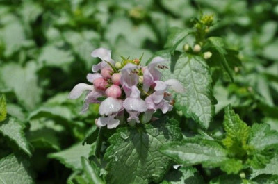 Pink Pewter Lamium - Creeping Lamium - Very Hardy/Shade - Quart Pot
