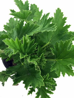 Citronella Mosquito Live Plant - Pelargonium citriodorum - Quart Pot