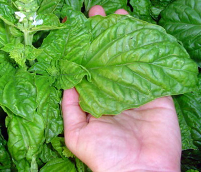 Italian Large Leaf Italian Basil - 3" Pot - Live Plant