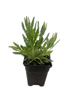 Goodwin Creek Grey Lavender - Live Plant - Good Scents - 3" Pot