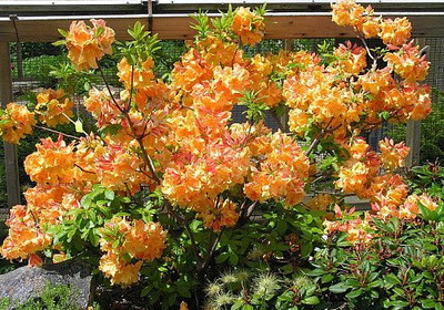Deciduous Exbury Azalea Klondyke - Very Hardy - 4" Pot