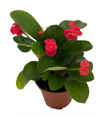 Karola Crown of Thorns Plant - Red Blooms - Euphorbia - 2.5" Pot