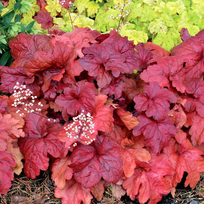 Fire Chief Coral Bells - Heuchera - Shade Perennial - Gallon Pot