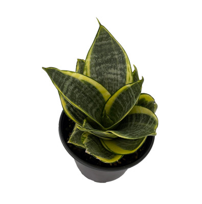 Golden Hahnii Birdsnest Snake Plant -Sanseveria-Almost Impossible to Kill-4" Pot
