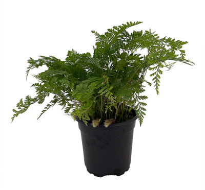 White Rabbit's Foot Fern 4" pot - Davallia