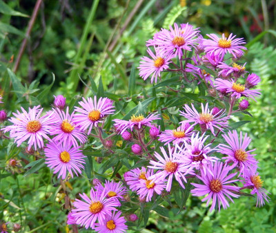 Wood's Pink Aster - Fall Blooming Perennial - Gallon Pot
