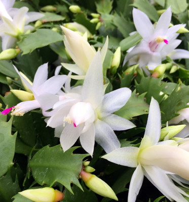 Hirt's White Christmas Cactus Plant - Zygocactus - 6" Pot