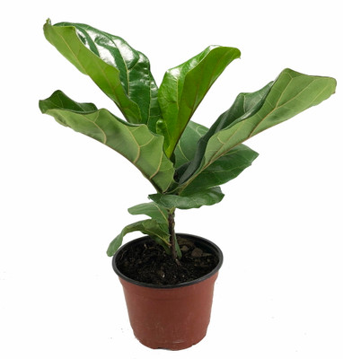 Hirt's Fiddleleaf Fig Tree - Ficus - Great Indoor Tree - Easy - 6" Pot