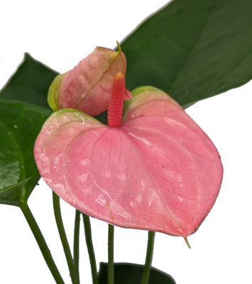 Sweet Dreams Pink Anthurium Plant-Easy to Grow House Plant - 4" Pot - Great Gift