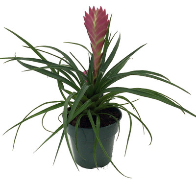 Hawaiian Pink Quill Plant - Exotic & Easy - Tillandsia - 4" Pot