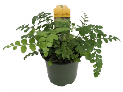 Austral Gem Fern - 4" Pot - Asplenium dimorphum -