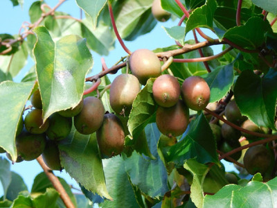 Hirt's Hardy Anna Kiwi Plant - Actinidia - FEMALE - Tasty! - 2.5" Pot