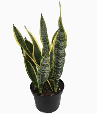 Laurentii Snake Plant - Sansevieria - Impossible to kill! - 6" Pot