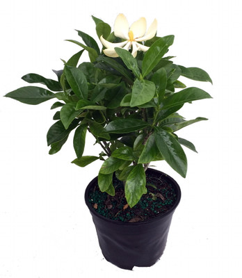 Vietnamese Moonspinner Gardenia Plant - EXTREMELY FRAGRANT-Indoors/Out  - 6" Pot