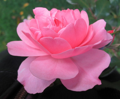 Bonica® Shrub Rose Bush - 4" Pot - World's Favorite Rose
