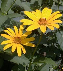 Summer Sun Heliopsis - Orange Sunflower - Quart Pot