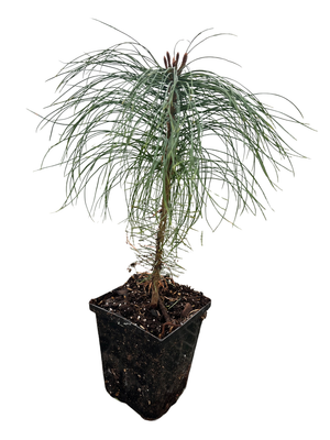 Eastern White Pine - Pinus strobus - Quart Pot