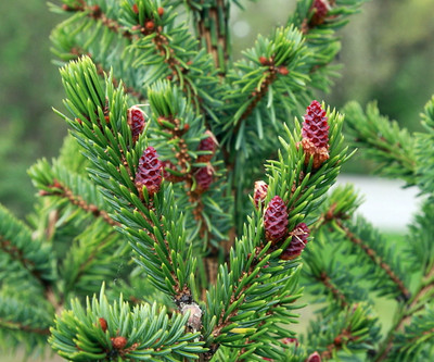 Rare Serbian Spruce Tree - Picea omorika - Quart Pot