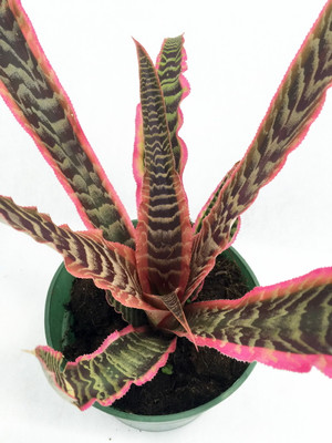 Rainbow Earth Star Plant - Cryptanthus - Easy to Grow House Plant - 5" Pot