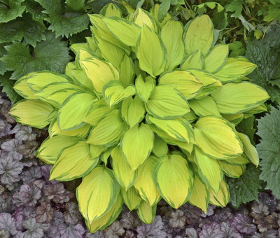 Island Breeze Hosta - Gallon Pot - Best Shade Perennial