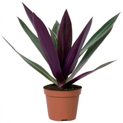Purple Moses in the Cradle Plant - Rheo discolor - Great House Plant - 4.5" Pot