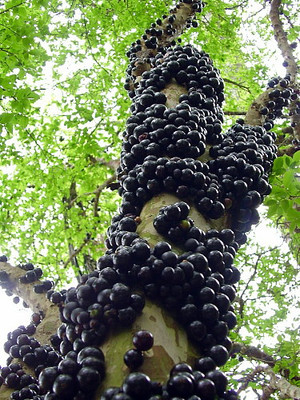 Jabuticaba Fruit Tree Plant - 6" Pot - Myrciaria -Tree That Fruits On It's Trunk