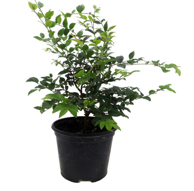 Jabuticaba Fruit Tree Plant - 6" Pot - Myrciaria -Tree That Fruits On It's Trunk