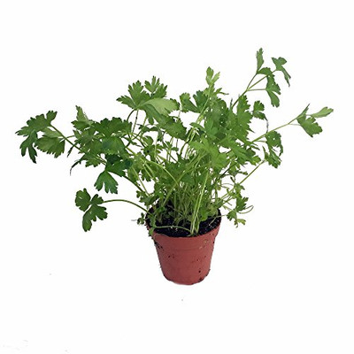 Organic Flat Leaf Italian Parsley - Favored by Chefs! - Live Plant - 4.5" Pot