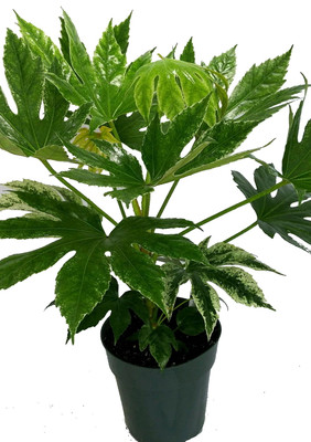 Variegated Fatsia japonica 'Variegata' - Japanese Aralia - Indoor - 6" Pot