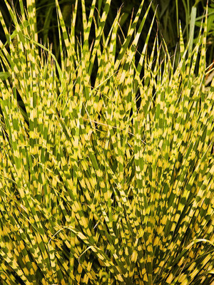 Gold Bar Maiden Grass Perennial - Miscanthus - 4" Pot