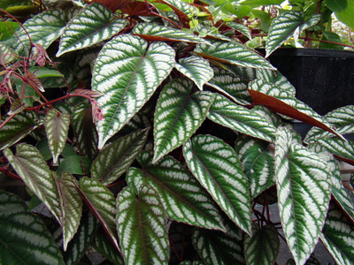 Rex Begonia Vine - Cissus Discolor - Great House Plant - 4" Pot