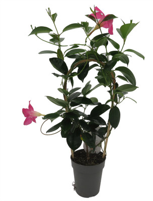 Pink Brazilian Jasmine Plant on Trellis - Mandevilla - 5" Pot/Trellis