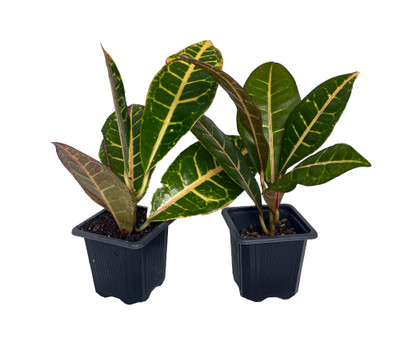 Colorful Croton - 3" Pots - 2 Pack - Easy to Grow House Plant - Codiaeum Petra