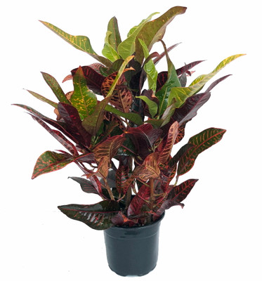 Oakleaf AFD7 Croton - 4" Pot - House Plant