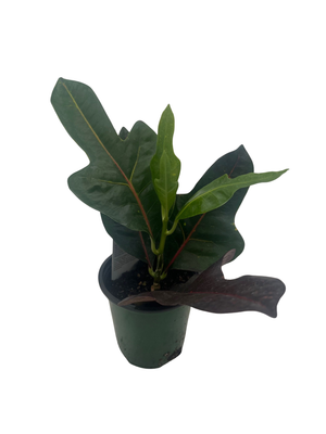 Oakleaf AFD7 Croton - 4" Pot - House Plant